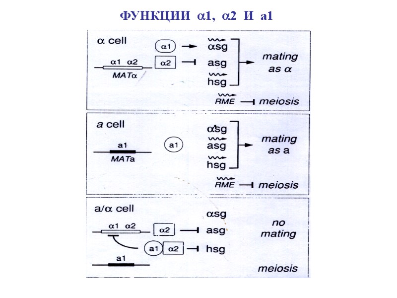 ФУНКЦИИ  1,  2  И  а1